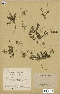 spécimen de Erodium moschatum