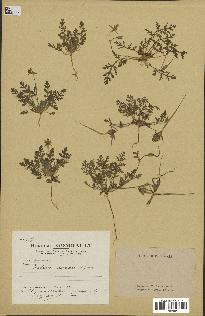 spécimen de Erodium ciconium