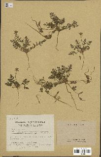 spécimen de Erodium ciconium