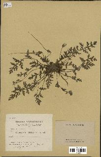 spécimen de Erodium ciconium