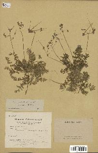 spécimen de Erodium romanum