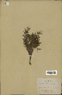 spécimen de Erodium hirtum