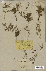 spécimen de Erodium hirtum