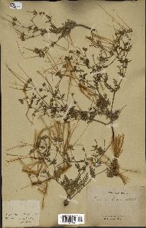 spécimen de Erodium hirtum