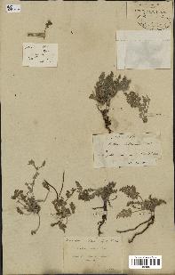spécimen de Erodium hirtum