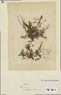 spécimen de Erodium hirtum
