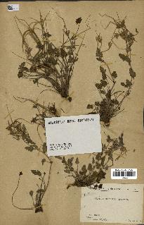 spécimen de Erodium guttatum