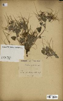 spécimen de Erodium guttatum