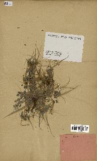 spécimen de Erodium guttatum
