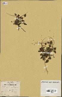 spécimen de Erodium guttatum