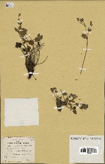 spécimen de Erodium guttatum