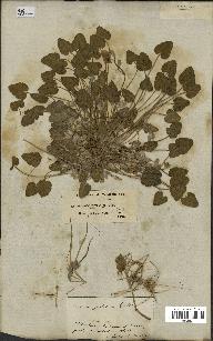 spécimen de Erodium guttatum