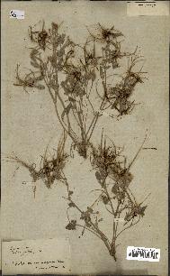 spécimen de Erodium guttatum