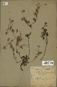 spécimen de Erodium guttatum