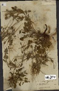 spécimen de Erodium guttatum