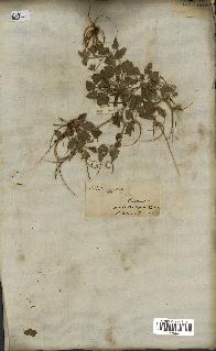spécimen de Erodium guttatum