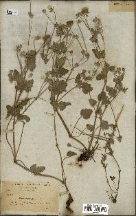 spécimen de Erodium guttatum