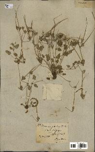 spécimen de Erodium guttatum