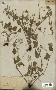 spécimen de Erodium guttatum