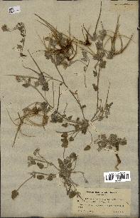 spécimen de Erodium guttatum