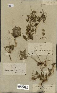 spécimen de Erodium guttatum