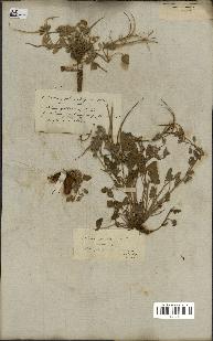 spécimen de Erodium guttatum