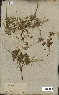 spécimen de Erodium guttatum