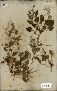 spécimen de Erodium guttatum