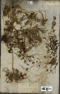 spécimen de Erodium guttatum