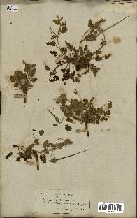 spécimen de Erodium guttatum