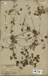 spécimen de Erodium guttatum