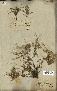 spécimen de Erodium guttatum