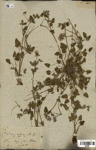 spécimen de Erodium guttatum