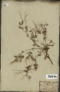 spécimen de Erodium guttatum