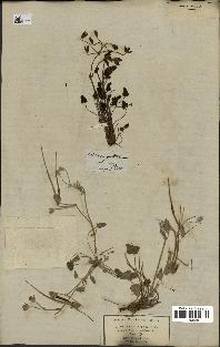 spécimen de Erodium guttatum