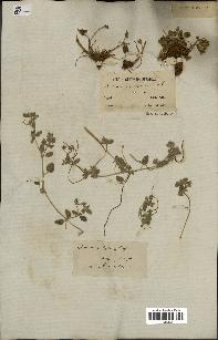 spécimen de Erodium guttatum