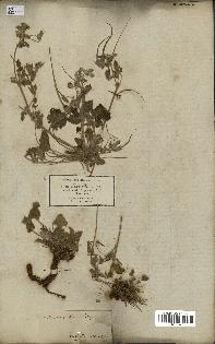 spécimen de Erodium guttatum