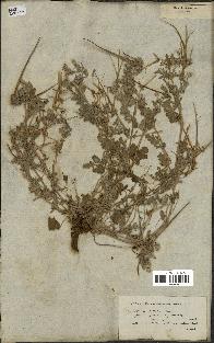 spécimen de Erodium guttatum