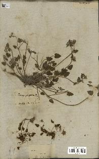 spécimen de Erodium guttatum