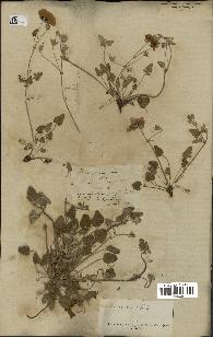 spécimen de Erodium guttatum
