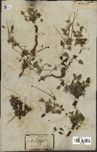 spécimen de Erodium guttatum