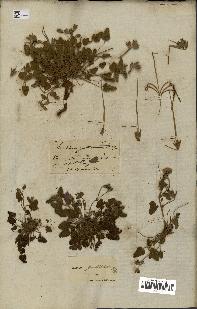 spécimen de Erodium guttatum