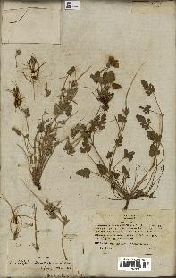 spécimen de Erodium guttatum