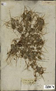spécimen de Erodium guttatum