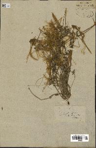 spécimen de Erodium hirtum