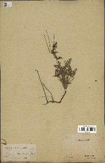 spécimen de Erodium hirtum