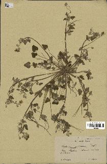 spécimen de Erodium guttatum