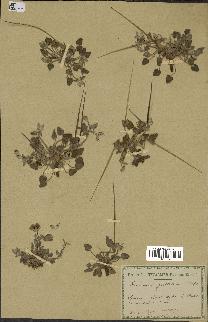 spécimen de Erodium guttatum