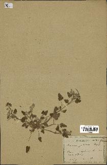 spécimen de Erodium guttatum