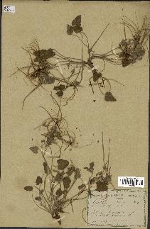 spécimen de Erodium guttatum